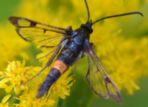 Réf. 265 549 : Synanthedon myopaeformis